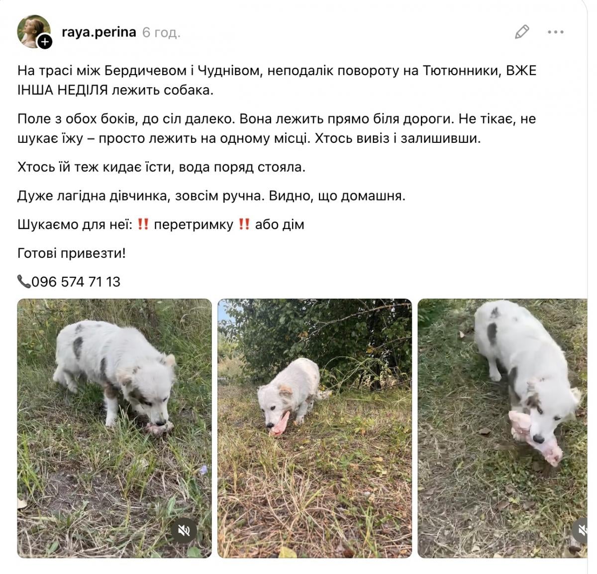 'Український Хатіко': пса залишили посеред поля, але він нікуди не йде і чекає господарів
