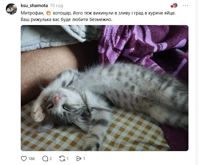 Українці у Китаї врятували руде кошеня, яке покинули вмирати на дорозі Українці у Китаї врятували руде кошеня, яке покинули вмирати на дорозі