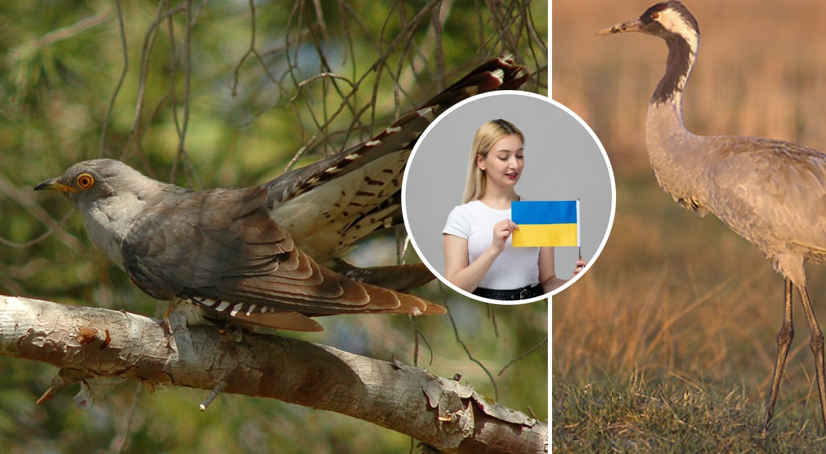 Ніяка не 'кукушка' і не 'аїст': як українською правильно називати птахів