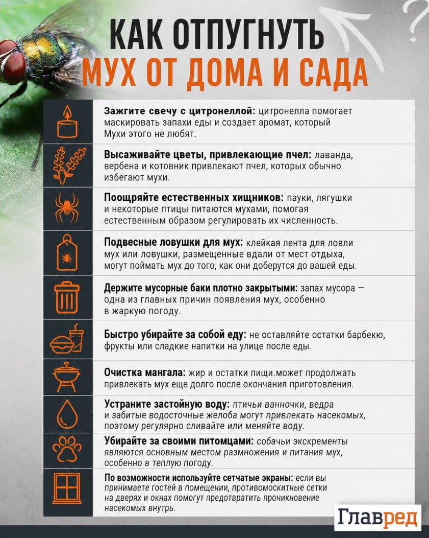 Что поможет быстро избавиться от мух