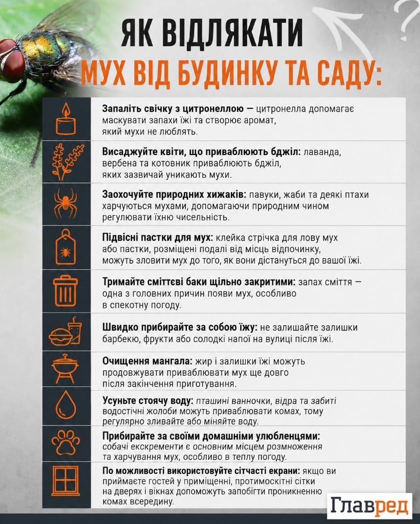 Що допоможе швидко позбутися мух