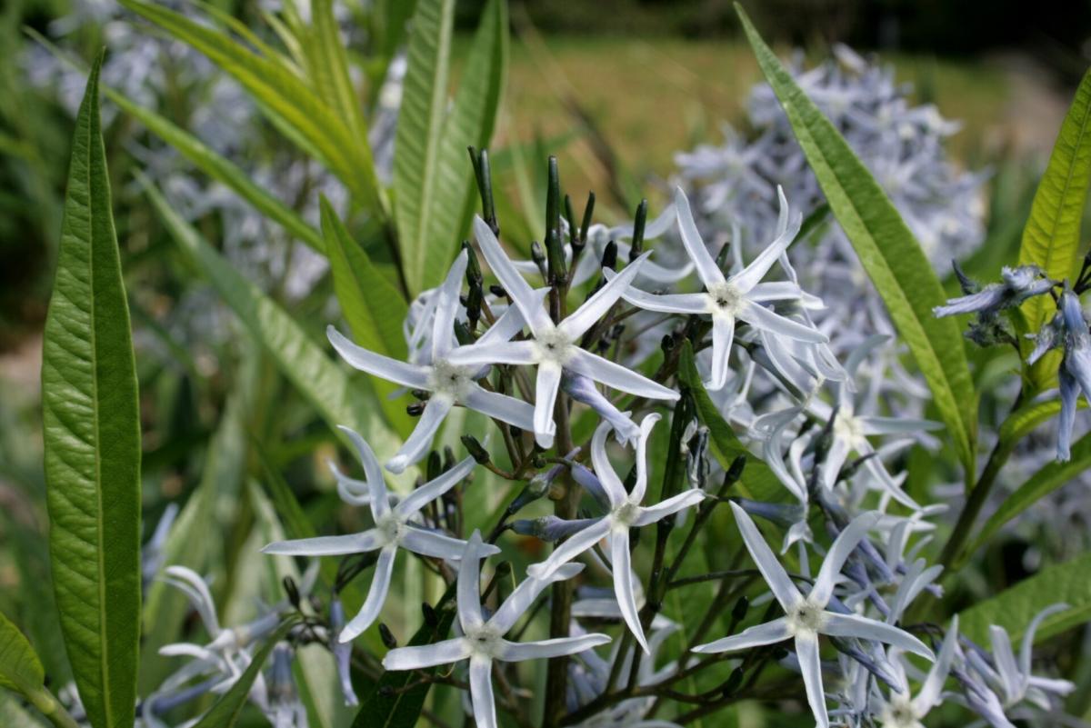 Amsonia illustris