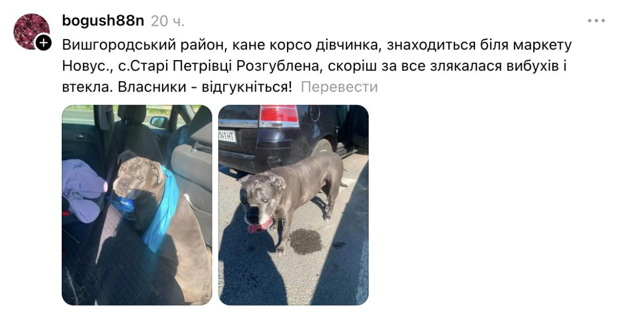 Злякалися вибухів: під Києвом господарі шукають своїх улюбленців (список та контакти)