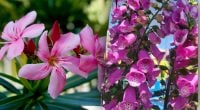 Угроза здоровью и дурная примета: какие растения не стоит сажать в саду