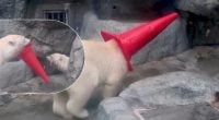 Мережу розчулило неслухняне ведмежа, яке дуже любить одягати дорожній конус на голову