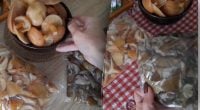 Не всі можна сирими: які гриби треба відварити перед заморозкою