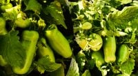 Плодів більше, ніж листя: названо найкращий сорт томатів для консервації
