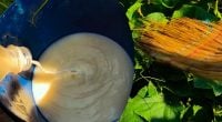 Овочі завалять урожаєм: проста медова приманка, яка приваблює бджіл за хвилини