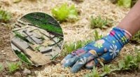Сорняки исчезнут, а почва станет более плодородной: чем опытные дачники устилают огород