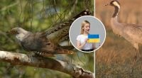 Ніяка не кукушка і не аїст: як українською правильно називати птахів