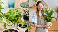 Как убрать пыль с растений: простой трюк, который заменит нудное протирание листьев