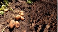 Защита от проволочника и восстановление почвы: что посадить после картофеля