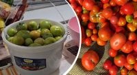 Зеленые помидоры покраснеют на глазах: что положить рядом для быстрого созревания