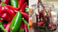 Маринований перець за 20 хвилин: рецепт гострої закуски без консервації