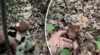 Де і як шукати гриби в серпні: експерт поділився дієвими способами