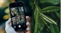 Зачем класть лавровый лист под чехол: что произойдет уже через сутки