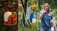 Друге життя грядок: що можна посіяти у вересні у відкритий ґрунт