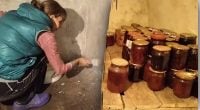 Обробка погреба від цвілі та грибка: названо найефективніший засіб