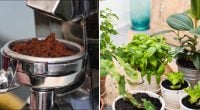 Кофейная гуща как удобрение: каким именно цветам она действительно помогает