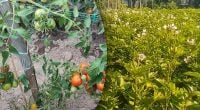 Фітофтора більше не страшна: що зробити восени, щоб врятувати наступний урожай