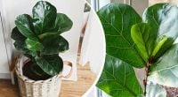 Фикус порадует пышными листьями: какую процедуру нужно провести в конце лета
