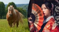 Китайський гороскоп на завтра, 31 серпня: Бикам — оптимізм, Коням — клопоти