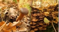 Де шукати гриби в лісі: 3 головні ознаки, які гарантують повний кошик