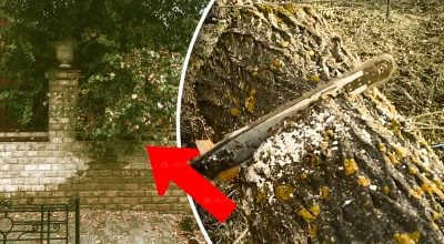 Можно ли спилить ветки дерева соседа над своим огородом: все решает один нюанс Можно ли спилить ветки дерева соседа над своим огородом: все решает один нюанс