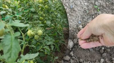 Какие дни августа принесут самый большой урожай: лунный календарь для огородников