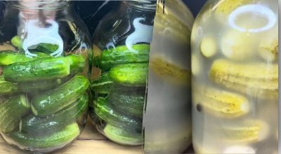Пустые внутри — какая ошибка при закрутке портит огурцы