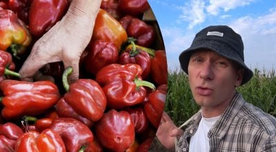Чем подкормить перец в августе: плоды станут мясистыми, сладкими и сочными