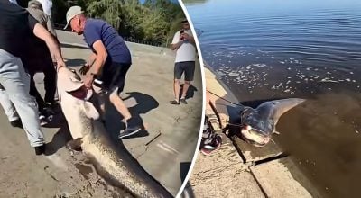 Величезні соми регулярно пошкоджують рибальські сітки своїми потужними щелепами,