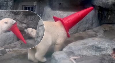 Мережу розчулило неслухняне ведмежа, яке дуже любить одягати дорожній конус на голову