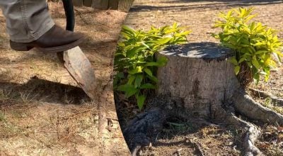 Копать не надо: как полностью уничтожить пень с корнями, не повредив остальной двор