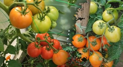 Поливати чи ні: як доглядати за томатами у спеку, щоб не втратити врожай Поливати чи ні: як доглядати за томатами у спеку, щоб не втратити врожай