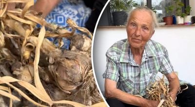 Часник збережеться до самої весни: як правильно підготувати і де його сушити Часник збережеться до самої весни: як правильно підготувати і де його сушити