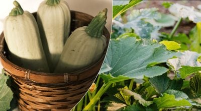 Кабачки Кабачки