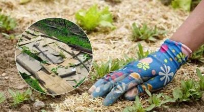 Бур'яни зникнуть, а ґрунт стане родючішим: чим досвідчені дачники встелюють город Бур'яни зникнуть, а ґрунт стане родючішим: чим досвідчені дачники встелюють город