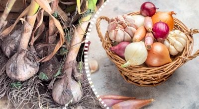 Цибуля та часник не псуватимуться місяцями: куди їх потрібно покласти
