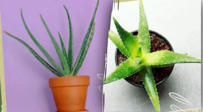 Можно ли держать алоэ на кухне Можно ли держать алоэ на кухне