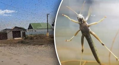 Величезний рій азіатської сарани налякав росіян Величезний рій азіатської сарани налякав росіян