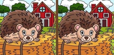 Тест на IQ: нужно найти четыре отличия на картинке с ежиком за 8 с