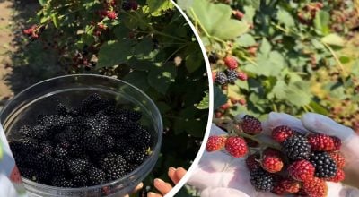 Кусты ежевики будут усыпаны крупными ягодами: что нужно сделать в августе