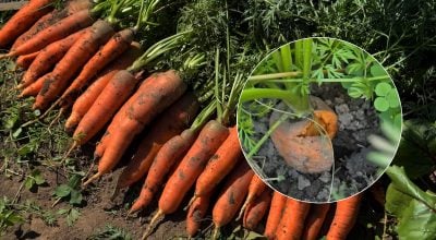 Морковь трескается прямо в земле: какая ошибка может испортить весь урожай Морковь трескается прямо в земле: какая ошибка может испортить весь урожай