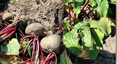Чому буряк треба викопати раніше за моркву: як врятувати урожай від гнилі