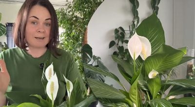 Спатифиллум будет пышно цвести до глубокой осени: чем подкормить растение в августе