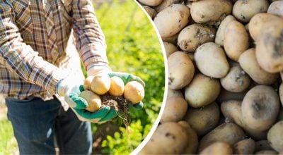 Картофель не прорастет и не будет морщиться месяцами: что нужно положить к овощу