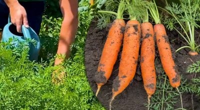 Дротяник обходитиме моркву стороною: що потрібно розсипати на грядці в серпні