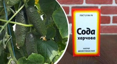 Огурцы не пожелтеют и дольше будут плодоносить: чем полить их в августе
