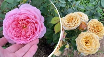 Розы расцветут с новой силой: что добавить под кусты до сентября